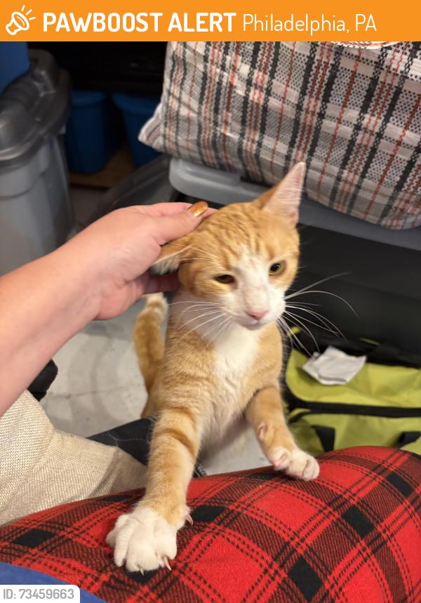 Found/Stray Unknown Cat last seen Near Tacony regional train, Philadelphia, PA 19135