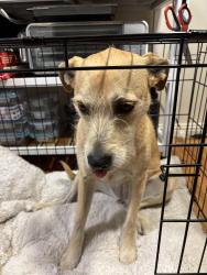 Reunited Female Dog last seen Broadway and 51st, Oakland, CA 94609