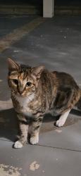 Reunited Female Cat last seen 19th street and Haven, Rancho Cucamonga, CA 91701