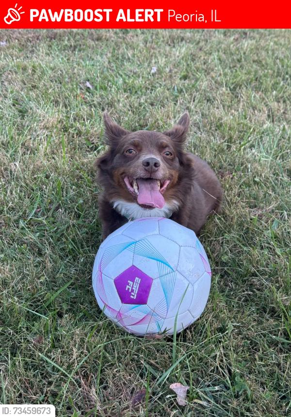Lost Male Dog last seen University and Gilbert Ave, 61604, Peoria, IL 61604