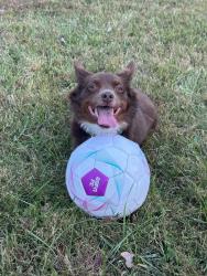 Lost Male Dog last seen University and Gilbert Ave, 61604, Peoria, IL 61604