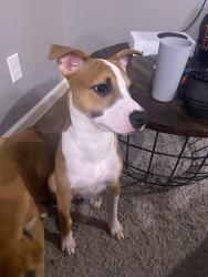 Reunited Female Dog last seen Kewanee st, Houston, TX 77051