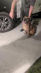 Found/Stray Female Dog last seen Lakeview parkway Provo, Utah, Provo, UT 84601