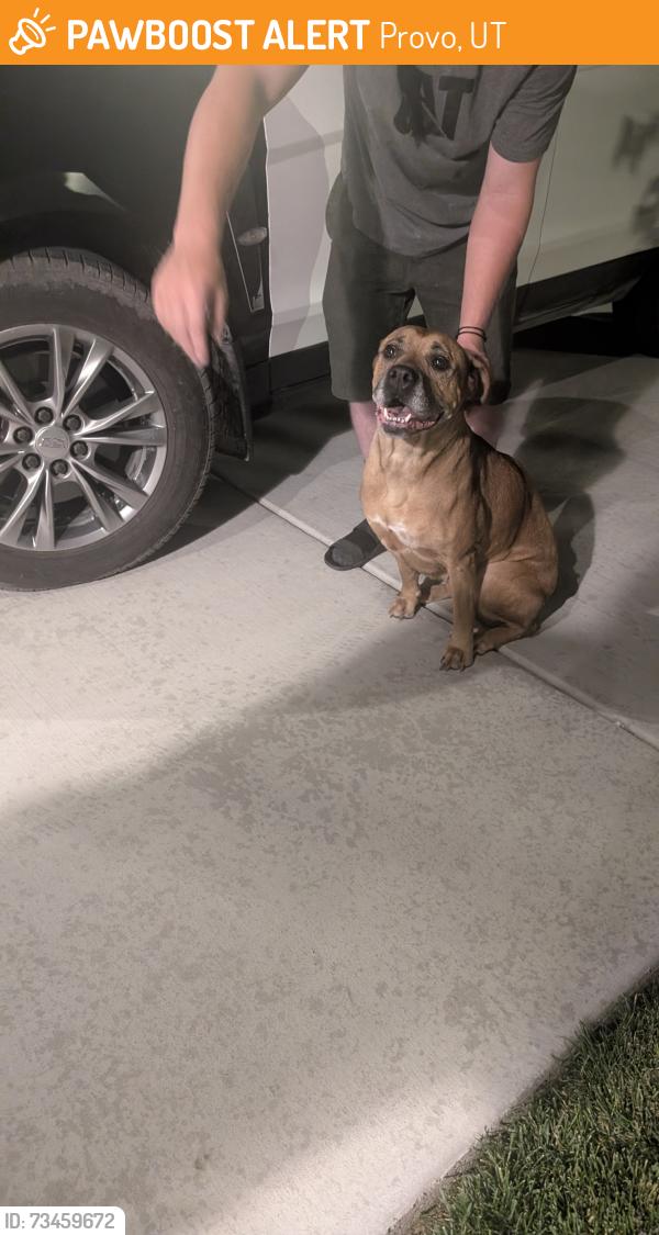 Found/Stray Female Dog last seen Lakeview parkway Provo, Utah, Provo, UT 84601