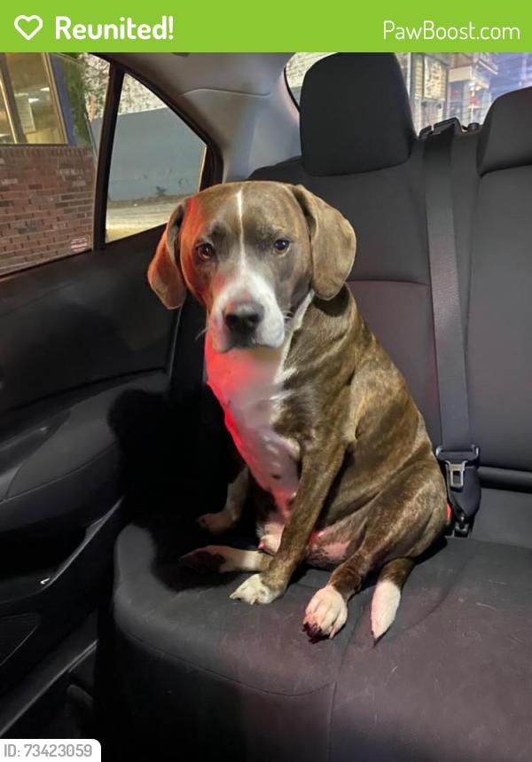 Reunited Male Dog last seen Park Rd NW, Washington, DC 20010