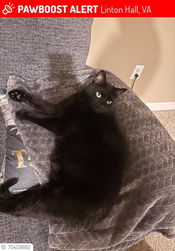 Lost Male Cat last seen Arthur graves jr ct and laird way, Linton Hall, VA 20136