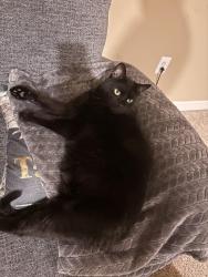 Lost Male Cat last seen Arthur graves jr ct and laird way, Linton Hall, VA 20136