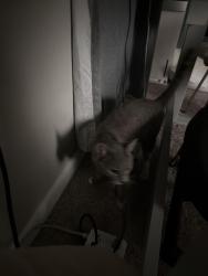 Reunited Male Cat last seen Buford hwy, Atlanta, GA 30329