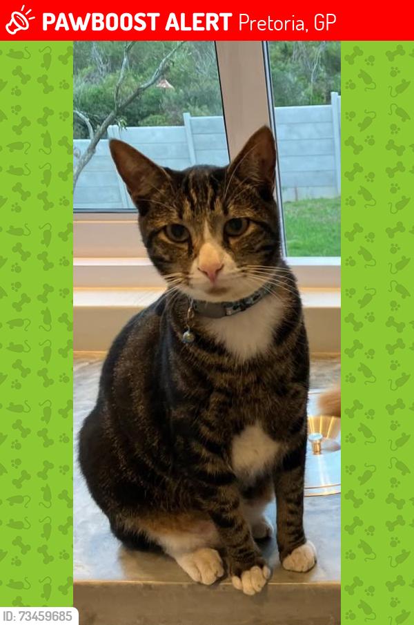 Lost Male Cat last seen Near Club Avenue, Waterkloof Heights, Pretoria, GP 0181