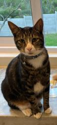 Lost Male Cat last seen Near Club Avenue, Waterkloof Heights, Pretoria, GP 0181
