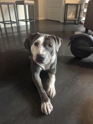 Found/Stray Male Dog last seen was found right outside The Marshall Student Living by the University of Louisville campus, Louisville, KY 40208