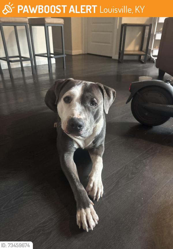 Found/Stray Male Dog last seen was found right outside The Marshall Student Living by the University of Louisville campus, Louisville, KY 40208