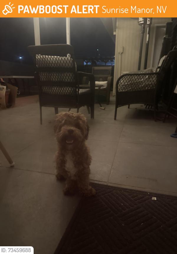 Found/Stray Male Dog last seen Tournament street, Sunrise Manor, NV 89142