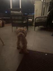 Found/Stray Male Dog last seen Tournament street, Sunrise Manor, NV 89142