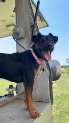 Reunited Female Dog last seen Hillcrest, Seminole, and Pueblo, Gordonville, TX 76245