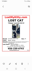 Lost Male Cat last seen Near st and 80ave n, Pinellas Park, FL 33781