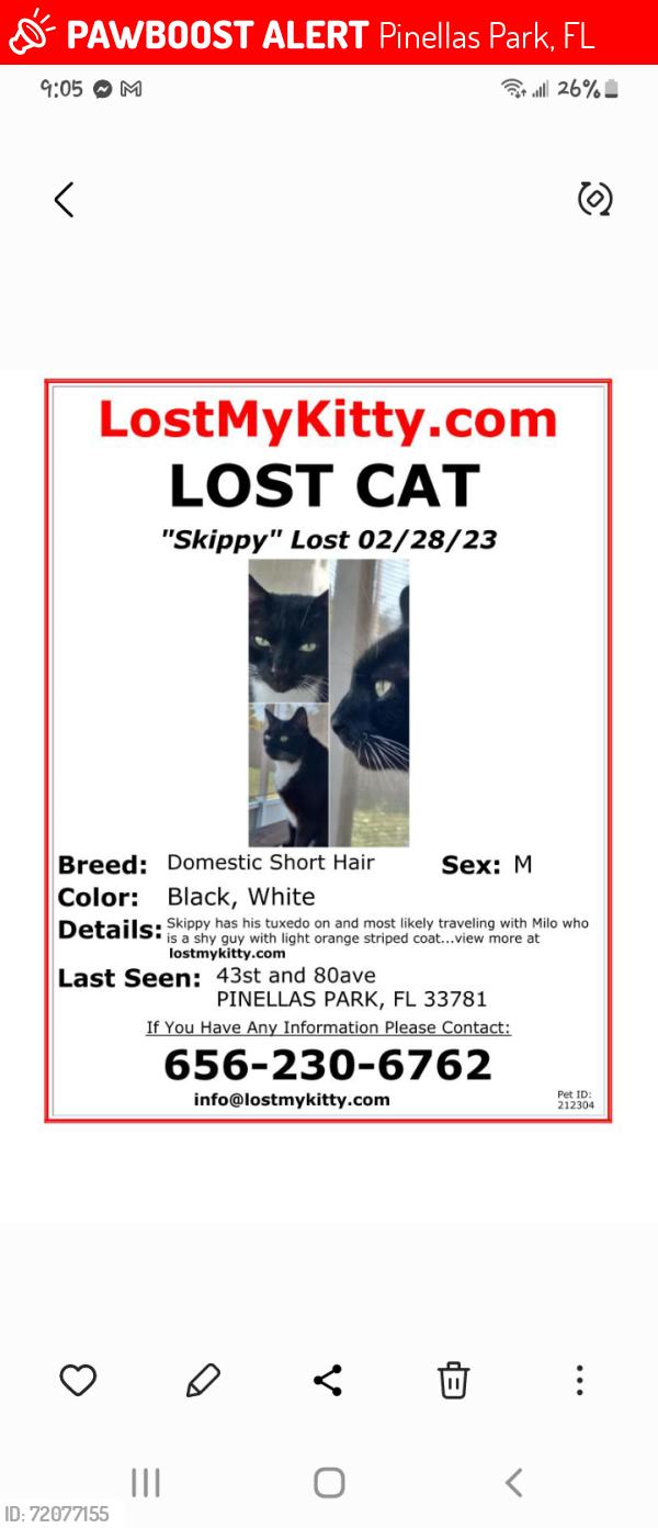 Lost Male Cat last seen Near st and 80ave n, Pinellas Park, FL 33781