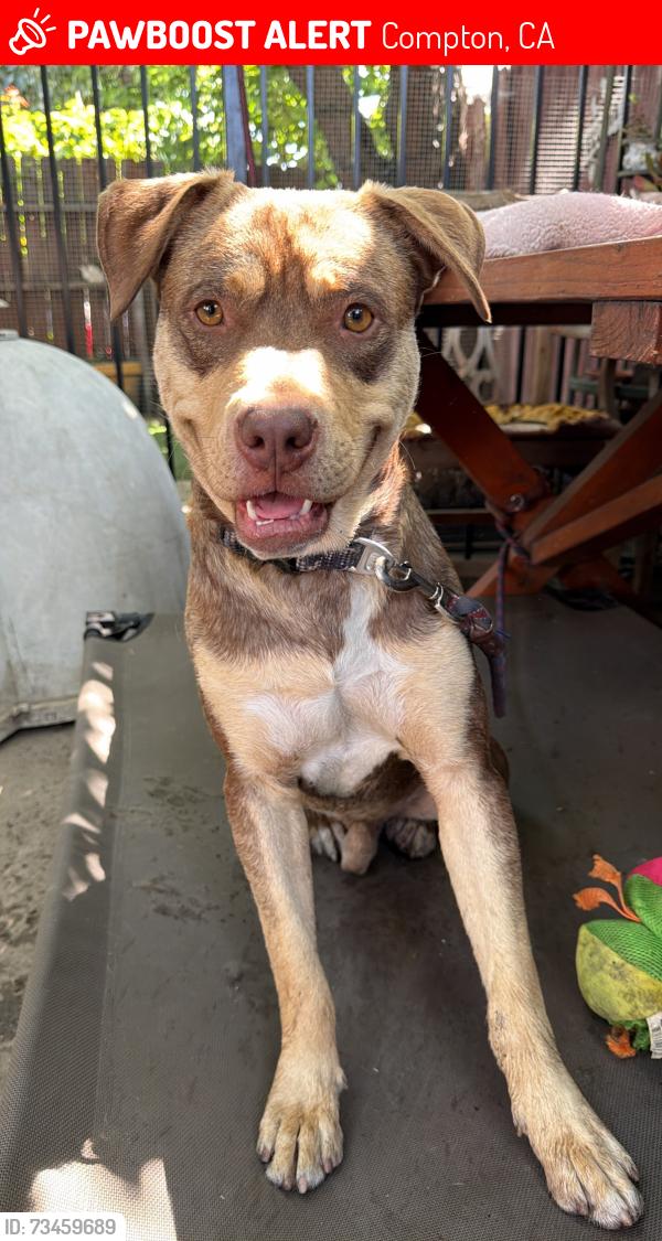 Lost Male Dog last seen Pine and Alhambra, Compton, CA 90221