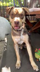 Lost Male Dog last seen Pine and Alhambra, Compton, CA 90221
