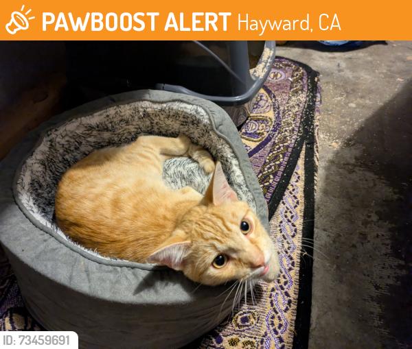 Found/Stray Male Cat last seen Sulfur Creek Nature Center, Hayward, CA 94541
