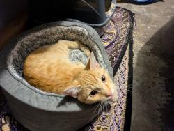 Found/Stray Male Cat last seen Sulfur Creek Nature Center, Hayward, CA 94541