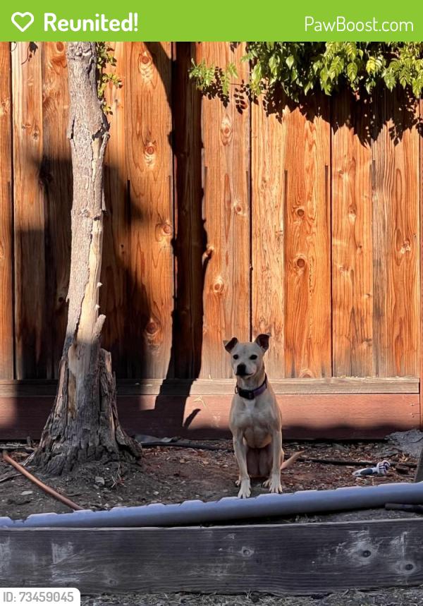 Reunited Female Dog last seen Morril Ave, San Jose, CA 95132