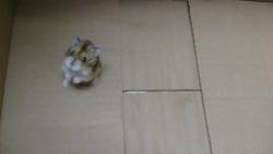 Shelter Stray Unknown Other last seen , 11258 Garfield Ave, Downey, CA 90242, USA