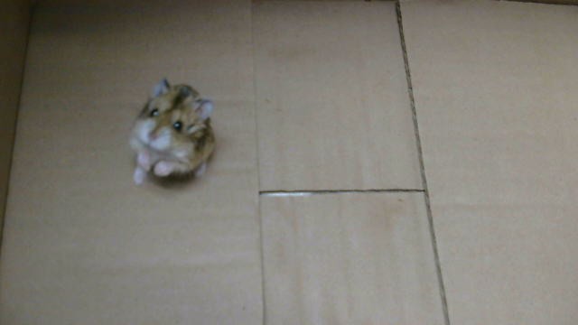 Shelter Stray Unknown Other last seen , 11258 Garfield Ave, Downey, CA 90242, USA