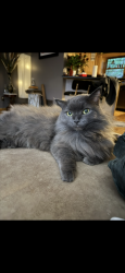 Lost Female Cat last seen She wandered off our property at night, Elkins, WV 26241
