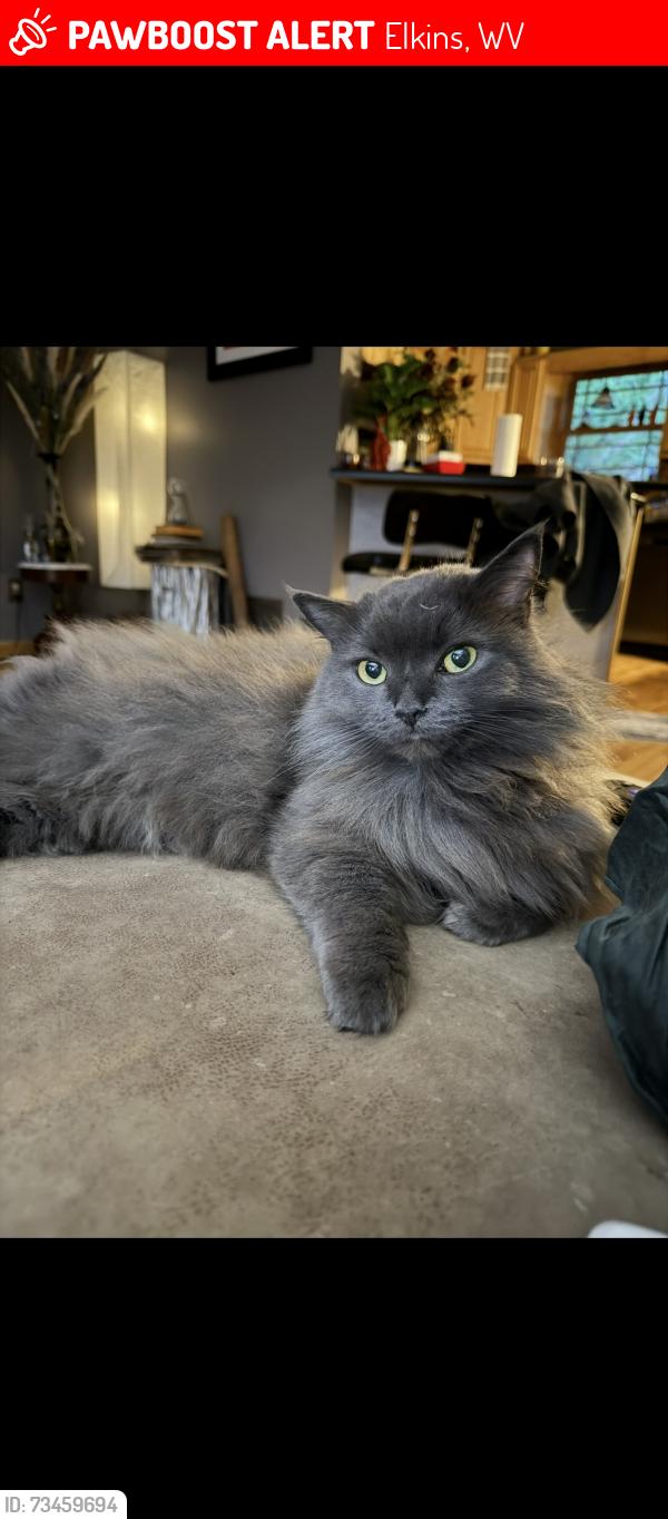 Lost Female Cat last seen She wandered off our property at night, Elkins, WV 26241