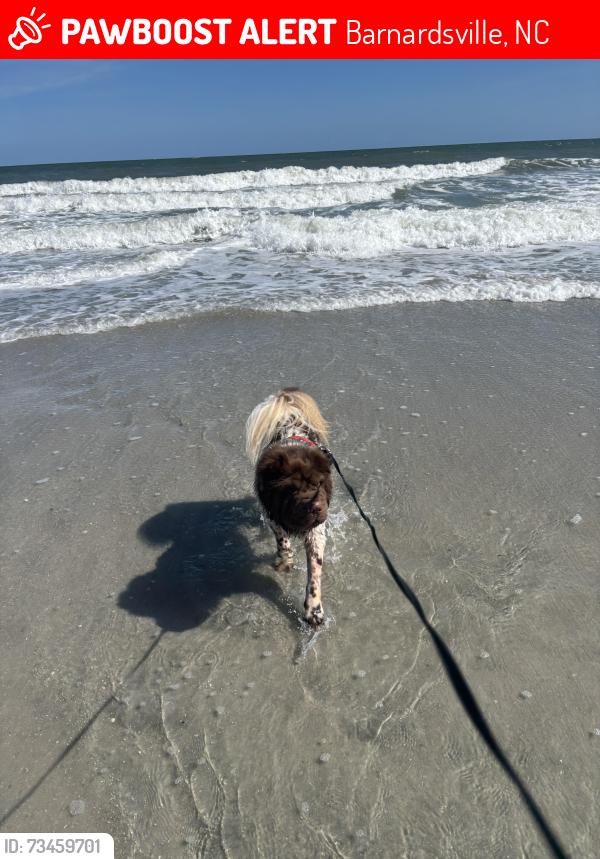 Lost Male Dog last seen Whittemore branch rd, Barnardsville, NC 28709