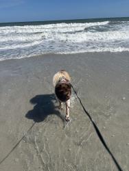 Lost Male Dog last seen Whittemore branch rd, Barnardsville, NC 28709