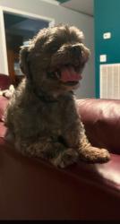 Lost Female Dog last seen Bradyville Pike and Medford Campbell, Murfreesboro, TN 37127