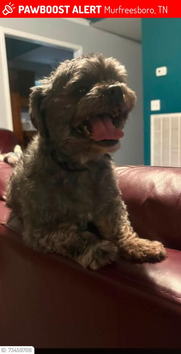 Lost Female Dog last seen Bradyville Pike and Medford Campbell, Murfreesboro, TN 37127