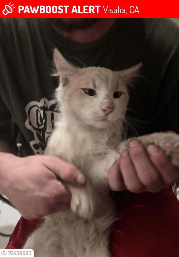 Lost Male Cat last seen Jacob St and Mary Ave, Visalia, CA 93277