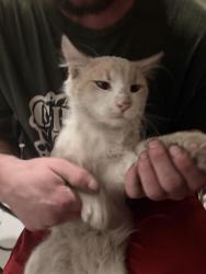 Lost Male Cat last seen Jacob St and Mary Ave, Visalia, CA 93277
