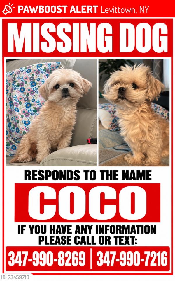 Lost Female Dog last seen Division avenue highschool, Levittown, NY 11756