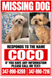 Lost Female Dog last seen Division avenue highschool, Levittown, NY 11756