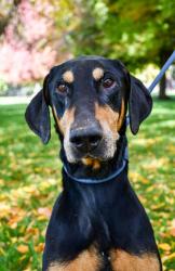 Shelter Stray Male Dog last seen Near S Tieton Ave, Wapato,, 2405 W Birchfield Rd, Yakima, WA 98901, USA