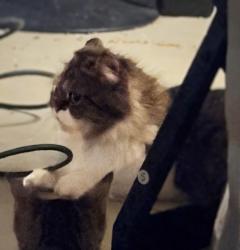 Lost Female Cat last seen Near eleven, Los Angeles, CA 90057