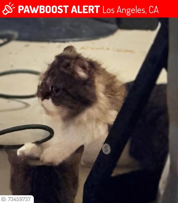Lost Female Cat last seen Near eleven, Los Angeles, CA 90057