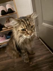 Found/Stray Unknown Cat last seen Lake pointe apt, Folsom, CA 95630