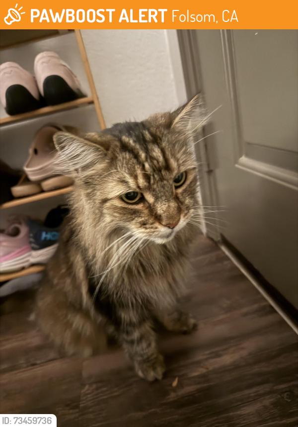 Found/Stray Unknown Cat last seen Lake pointe apt, Folsom, CA 95630