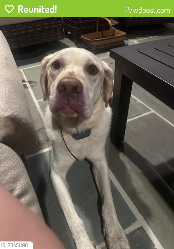 Reunited Male Dog last seen Blueberry lane, Plumstead Township, PA 18947