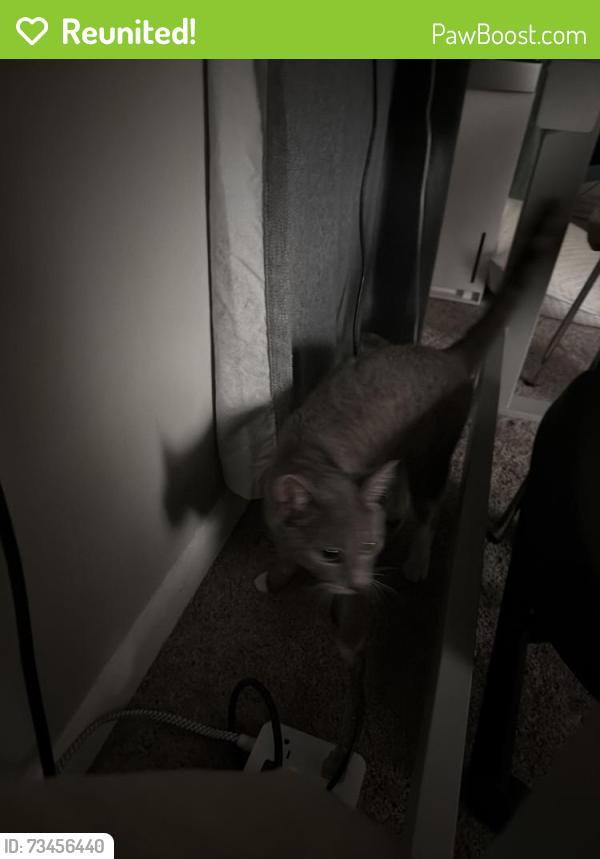 Reunited Male Cat last seen Buford hwy, Atlanta, GA 30329