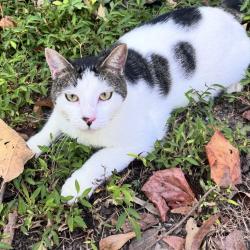 Lost Male Cat last seen Hickory Level, Carrollton, GA 30116