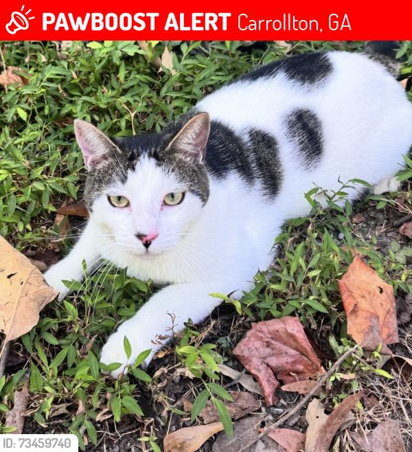 Lost Male Cat last seen Hickory Level, Carrollton, GA 30116