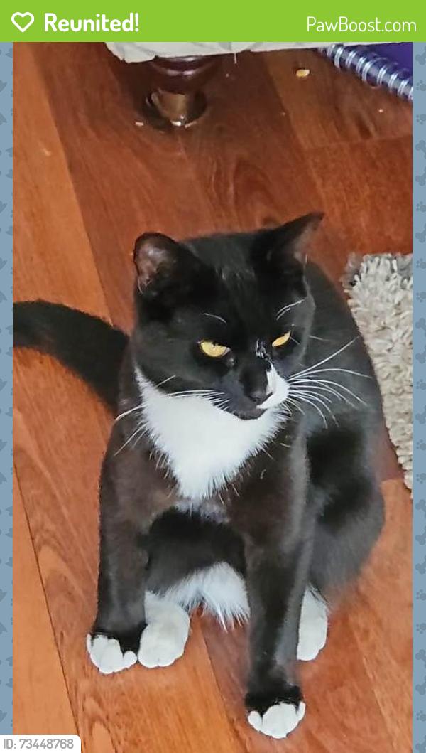 Reunited Male Cat last seen B14 7RR, King's Heath, England B14 7RR
