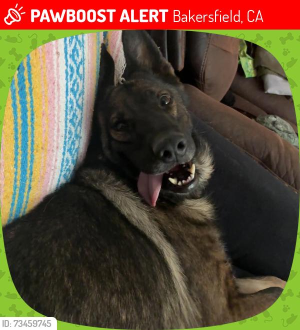 Lost Female Dog last seen simon park, Bakersfield, CA 93306