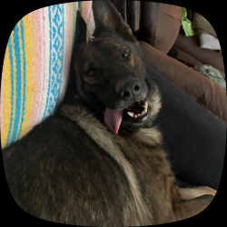 Lost Female Dog last seen simon park, Bakersfield, CA 93306